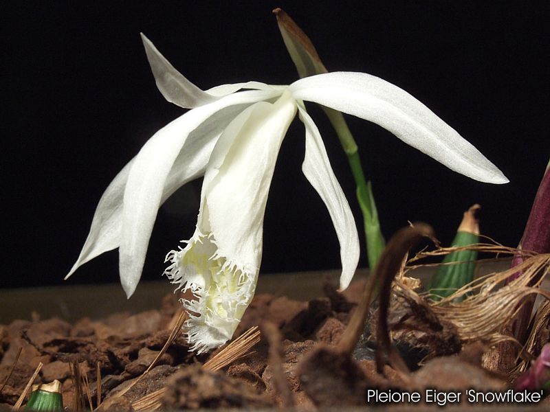 Pleione Eiger 'Snowflake'