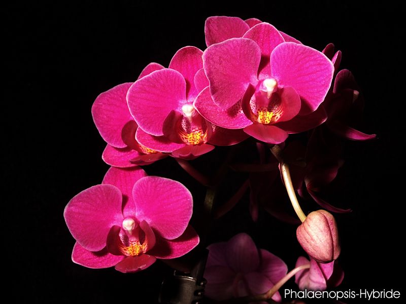 Phalaenopsis-Mini-Hybride