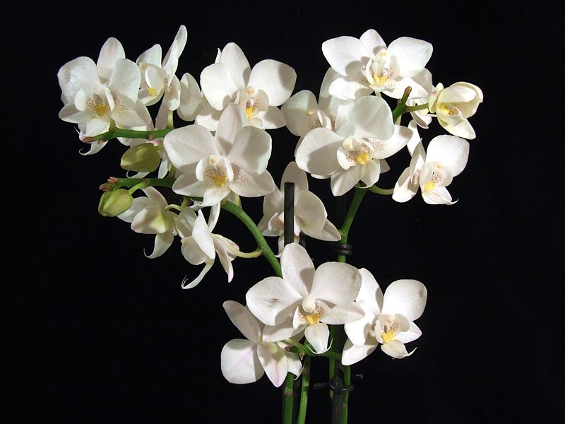 Phalaenopsis-Mini-Hybride