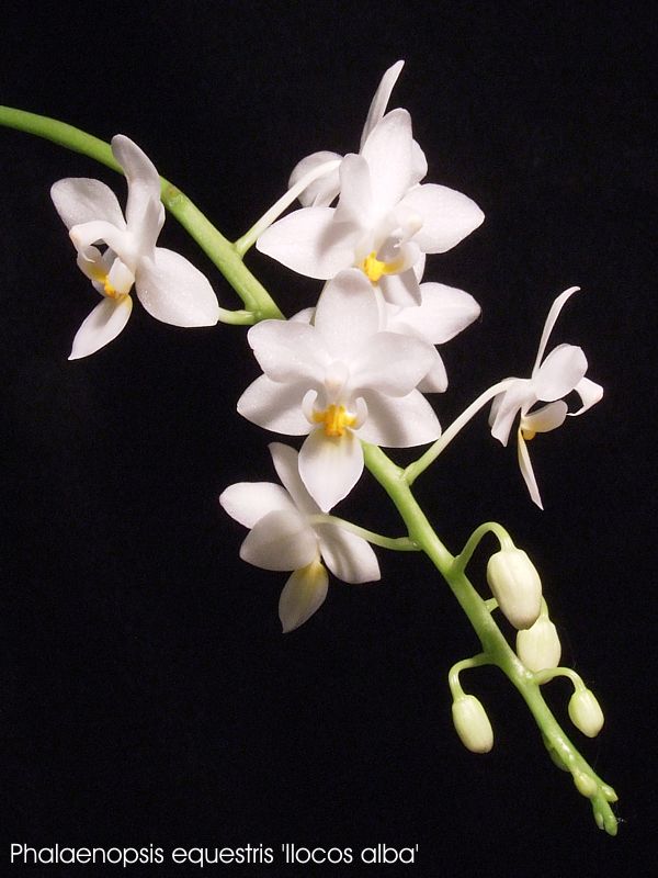 Phalaenopsis equestris 'Ilocos alba'