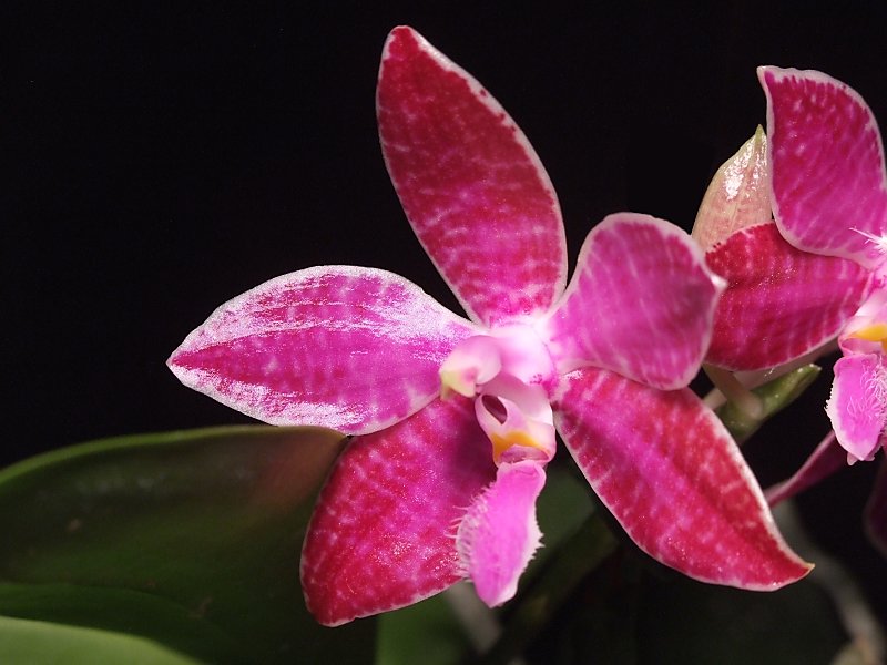 Phalaenopsis lueddemanniana 'Red'