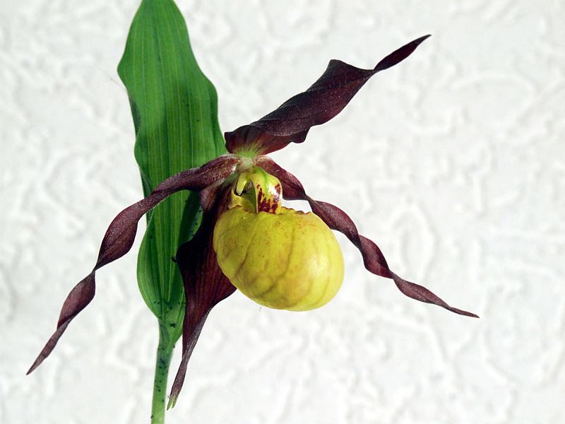 Cypripedium Emil