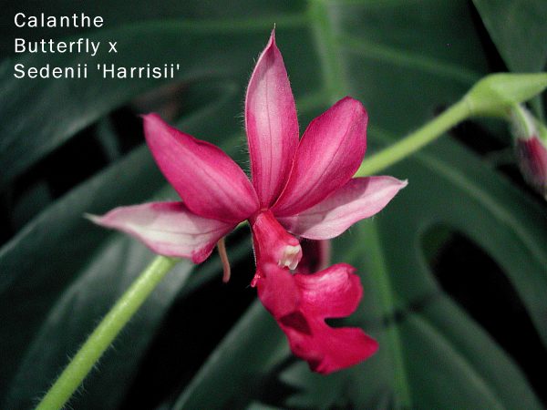 Calanthe