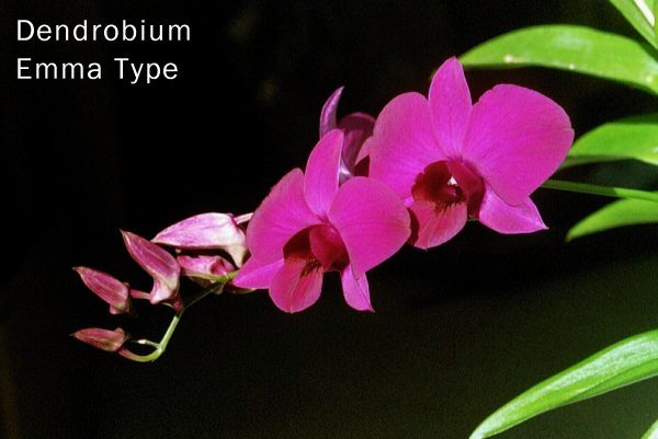 Dendrobium Emma Type