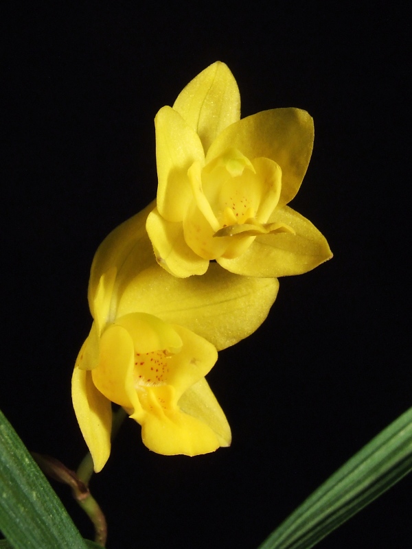 Spathoglottis ixioides