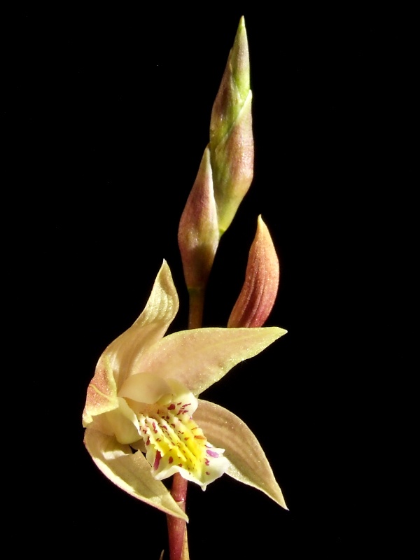 Bletilla Coritani