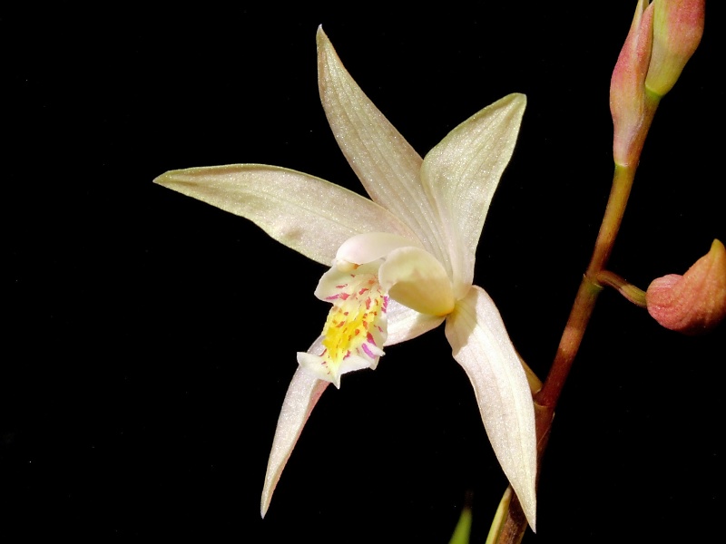 Bletilla Coritani