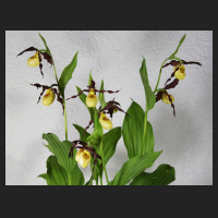 2015-05-19_Cypripedium_Emil_3.jpg