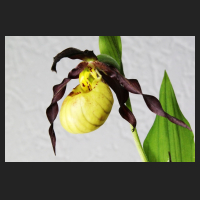 2015-05-19_Cypripedium_Emil_4.jpg