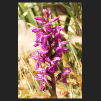 2015-06-10_Dactylorhiza_purpurella.jpg
