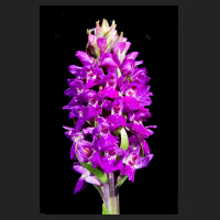 2016-05-08_Dactylorhiza_Hennis_2016.jpg