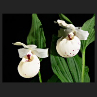 2016-06-06_Cypripedium_Ulla_Silkens.jpg