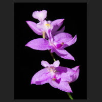 2016-06-12_Colopogon_tuberosus.jpg