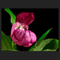2017-05-20_Cypripedium Eurasia.jpg
