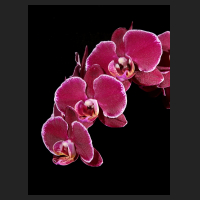 2015-11-10_Phalaenopsis_dunkel_purpur_Rand_weiss_2.jpg