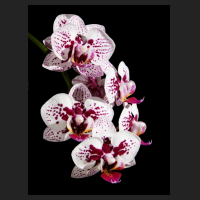 2015-11-16_Phalaenopsis_weiss_Zeichnung_purpur.jpg