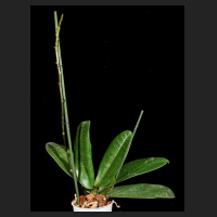 2015-11-22_Phalaenopsis_stuartiana_Pico_Chip.jpg