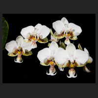 2016-03-01_Phalaenopsis_stuartiana_Pico_Chip.jpg