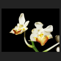 2016-03-30_Phalaenopsis_lobbii.jpg
