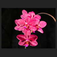 2016-05-28_Phalaenopsis_Buddhas_Treasure.jpg