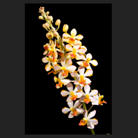 2016-07-28_Doricentrum_Pulcherrimin_orchids-shop.eu.jpg