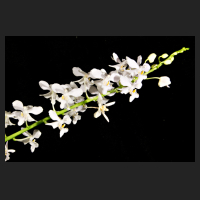 2016-07-28_Doritis_pulcherrima_champornensis_alba_orchids-shop.jpg