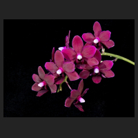 2016-08-21_Phalaenopsis_Black_Pearl.jpg