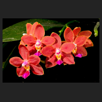 2016-08-21_Phalaenopsis_I-Hsin_Salmon_Copper_Star.jpg