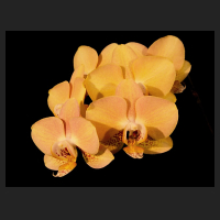 2016-08-21_Phalaenopsis_gelb_GC_Nordharz_2015.jpg