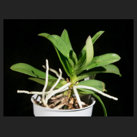 2016-11-16_Doricentrum_Pulcherrimin_orchids-shop.eu_Habitus.jpg