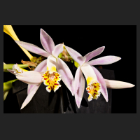 2016-09-29_Pleione_Liz_Shan_Pretty_Girl.jpg