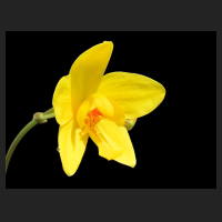 2013-06-22_Spathoglottis_gelb.jpg