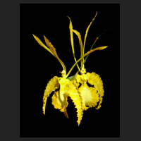 2013-09-17_Psychopsis_Mariposa_alba.jpg