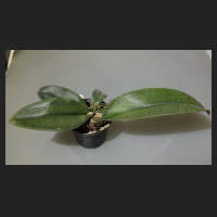 2015-10-14_Psychopsis_Mariposa_Twins.jpg