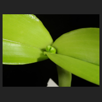 2015-11-10_Cattleya_Arctic_Star_Snow_Queen.jpg