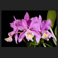 2015-11-10_Cattleya_Miva_Breeze_Alize.jpg