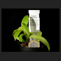 2015-12-07_Dendrobium_antennatum.jpg