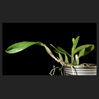 2015-12-07_Laeliocattleya_Mini_Purple_coerulea_1.jpg