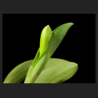 2015-12-07_Laeliocattleya_Mini_Purple_coerulea_2.jpg