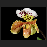2016-01-22_Paphiopedilum_Wichmann_2012.jpg