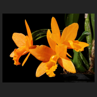 2016-01-28_Young_Min_Orange_1.jpg