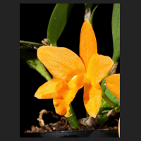2016-01-28_Young_Min_Orange_2.jpg