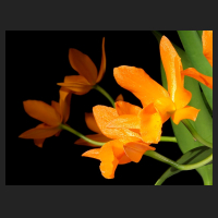 2016-02-10_Cattleya_orange_GC_Nordharz_2.jpg