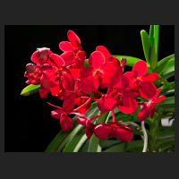 2016-06-12_Ascocenda_Red_Fire.jpg