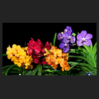 2016-06-18_Ascocendas.jpg