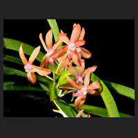 2016-07-29_Ascofinetia_Peaches.jpg