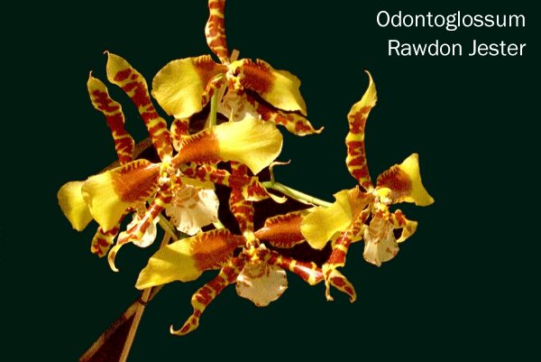 Odontoglossum Rawdon Jester