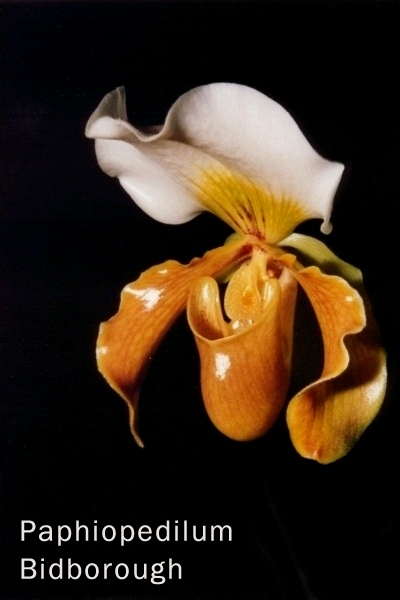 Paphiopedilum Bidborough