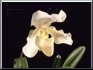 Paphiopdilum Rosy Dawn
