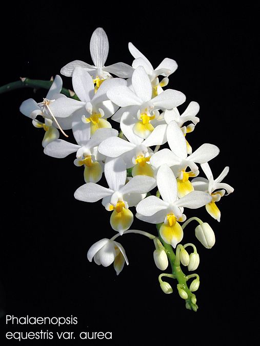 Phalaenopsis equestris var. aurea